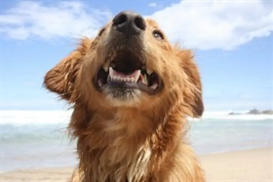 In vacanza con il cane: le spiagge d' Italia aperte ai cani per le vacanze al mare e i comuni amici degli animali