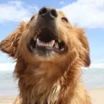 In vacanza con il cane: le spiagge d' Italia aperte ai cani per le vacanze al mare e i comuni amici degli animali