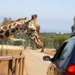 Halloween 2010 allo Zoo di Fasano con la famiglia e i bambini: offerta viaggio Zoo di Fasano (Brindisi) 