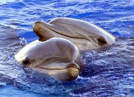 Vacanze Estate 2010 alle Isole Eolie con i corsi Necton. Offerte viaggio Luglio-Agosto-Settembre-Ottobre 2010