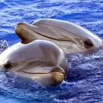 Vacanze Estate 2010 alle Isole Eolie con i corsi Necton. Offerte viaggio Luglio-Agosto-Settembre-Ottobre 2010