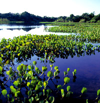 Turismo Eco-Sostenibile in Amazzonia: viaggio di 15 Giorni in Amazzonia (Brasile) nella Riserva Xixuau