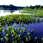 Turismo Eco-Sostenibile in Amazzonia: viaggio di 15 Giorni in Amazzonia (Brasile) nella Riserva Xixuau