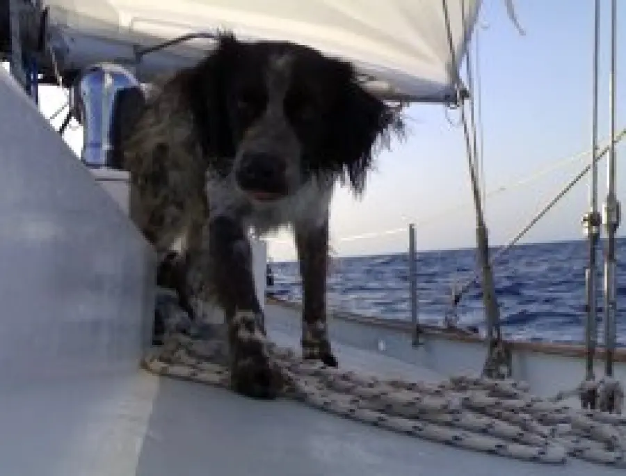Vacanze in barca a vela con il cane da Ponza, Circeo, Porto turistico di Roma, Sicilia, Toscana e Sardegna