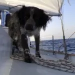 Vacanze in barca a vela con il cane da Ponza, Circeo, Porto turistico di Roma, Sicilia, Toscana e Sardegna
