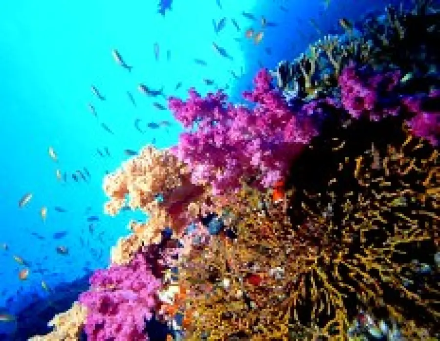 Offerte Vacanze Estate 2009: viaggio isole Indonesia e immersioni. Offerte viaggio Maggio-Giugno-Luglio 2009