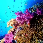 Offerte Vacanze Estate 2009: viaggio isole Indonesia e immersioni. Offerte viaggio Maggio-Giugno-Luglio 2009