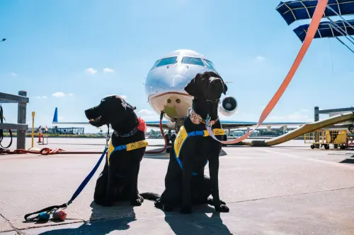 Viaggiare in aereo con animali: guida 2026