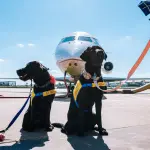 Viaggiare in aereo con animali: guida 2026