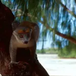 Tour 8 giorni Madagascar: Nosy Be-Antsiranana