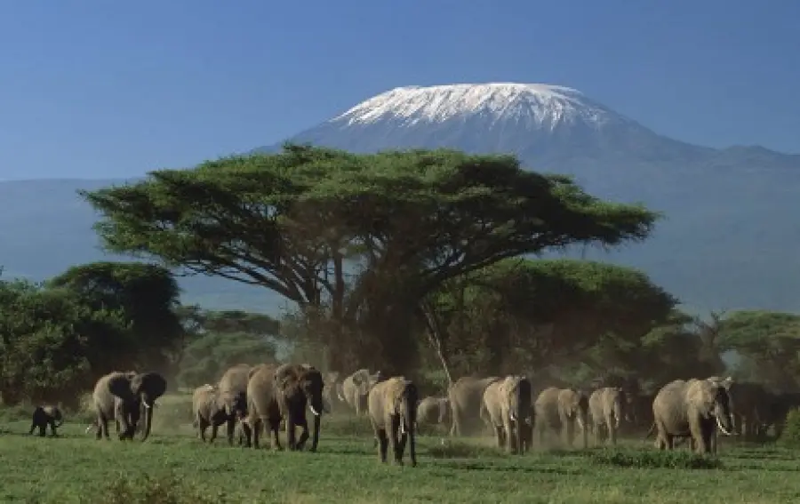 Tour organizzati e safari in Kenya (Africa): grandi parchi nazionali e riserve