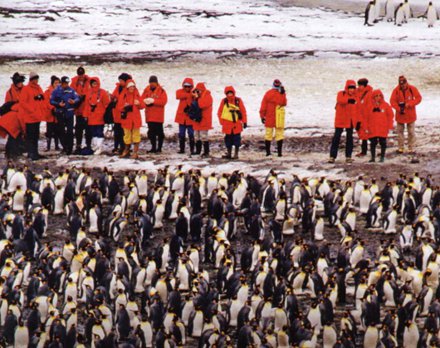 Georgia Australe-Viaggio a Royal Bay: l' isola dei pinguini in Antartide