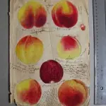 Complesso del Vittoriano di Roma: mostra gratuita Culturacibo fino al 7 Aprile 2013