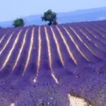 Viaggio in Provenza (Francia): da Marsiglia alla Camargue e i villaggi sull' acqua in Provenza