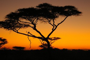 Viaggio in Tanzania (Africa) con safari nella riserva del Selous. Cosa vedere in una vacanza in Tanzania 