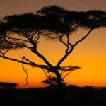 Viaggio in Tanzania (Africa) con safari nella riserva del Selous. Cosa vedere in una vacanza in Tanzania 