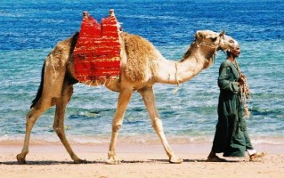 Viaggio in Egitto sul Mar Rosso: vacanza economica a Sharm el Sheikh e a Marsa Alam (villaggi turistici)