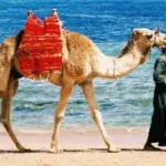 Viaggio in Egitto sul Mar Rosso: vacanza economica a Sharm el Sheikh e a Marsa Alam (villaggi turistici)