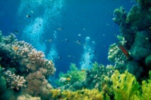 Vacanze in Australia: una crociera sub per vedere la Grande Barriera Corallina in Australia