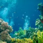 Vacanze in Australia: una crociera sub per vedere la Grande Barriera Corallina in Australia