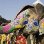 Offerta viaggio in India dal 4 al 12 Marzo 2012: la festa degli elefanti e dei colori di Jaipur (India)