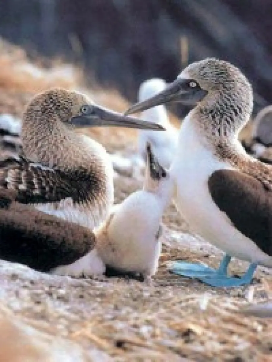 Viaggio alle Isole Galapagos (Ecuador-Sud-America): il Parco Nazionale Galapagos, le isole e le spiagge