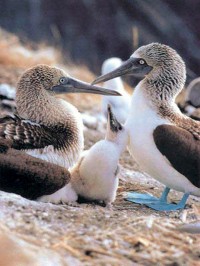 Viaggio alle Isole Galapagos (Ecuador-Sud-America): il Parco Nazionale Galapagos, le isole e le spiagge