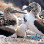 Viaggio alle Isole Galapagos (Ecuador-Sud-America): il Parco Nazionale Galapagos, le isole e le spiagge