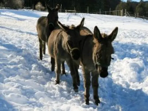 Vacanze in Val Pusteria (Trentino Alto Adige), golf a Sestriere (Piemonte), in igloo in Friuli Venezia Giulia