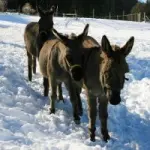 Vacanze in Val Pusteria (Trentino Alto Adige), golf a Sestriere (Piemonte), in igloo in Friuli Venezia Giulia