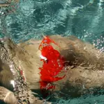 Vacanze alle Terme di Riolo (Ravenna-Emilia Romagna): offerte viaggio valide fino al 31 Marzo 2012